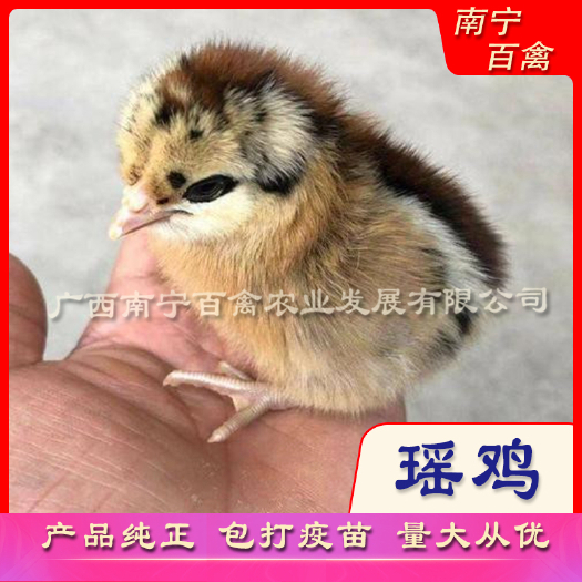 南宁黑瑶鸡苗，家禽精品好养。好吃。均重3公斤左右，提供养殖技术