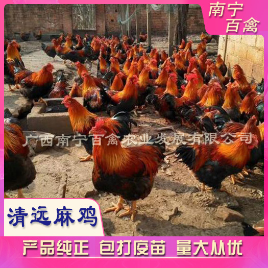 南宁清远麻鸡苗，苗场直供，打好马立克疫苗，成活率96％，量大从优