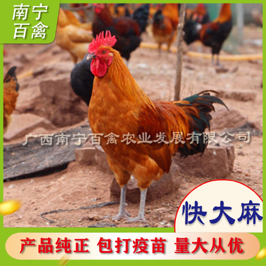 南宁快大黄鸡苗  快大型麻鸡苗。养殖50日龄均重达到3公斤左右