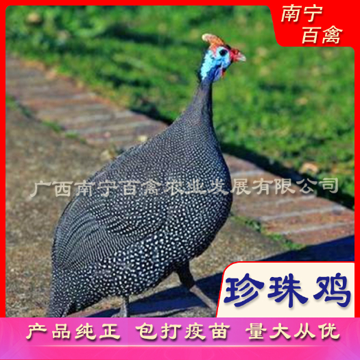 南宁珍珠鸡苗,特禽产品。好吃，好看。好养。吃青杂草，有名除草机