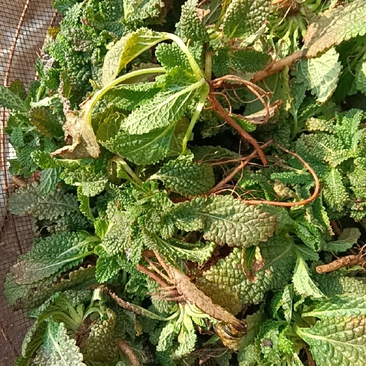 郯城县荔枝草 雪见草，蛤蟆草，除烦！