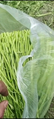 泗阳县藜蒿 精品芦蒿黎蒿长期供应…基地直供…长期合作私聊…