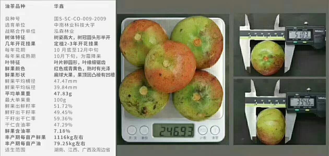 油茶树苗  三华系列（华硕）（华鑫）（华金）长期批发运费到付