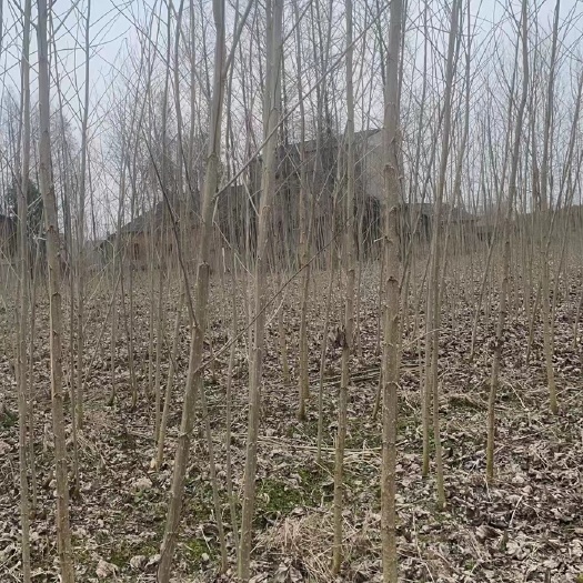 潜江市 丹红杨苗圃基地直销