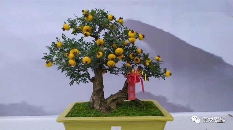 鄱阳县刺梨老桩 红花刺梨盆景 刺梨老桩批发