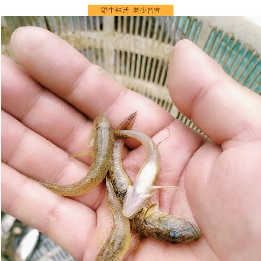 浦北县跳跳鱼   小黄鱼， 广西水库沙趴鱼，当地别名狗肉鱼，沙塘鳢，木头鱼