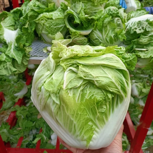 青杂三号白菜 白菜