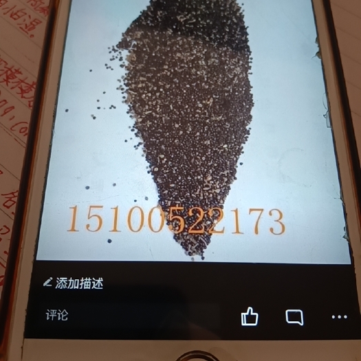 唐山碱蓬草 碱蓬种子