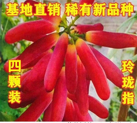 南宁无核玲珑指葡萄苗 四季南北方种植果树 盆栽爬藤嫁接葡萄