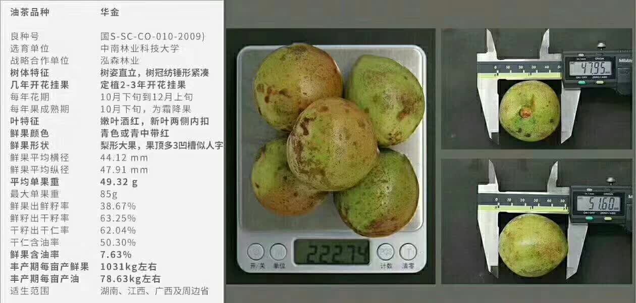 油茶树苗  三华系列（华硕）（华鑫）（华金）长期批发运费到付