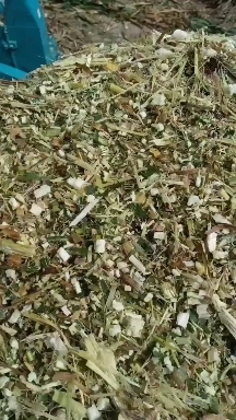 临洮县 玉米秸秆青贮饲料
