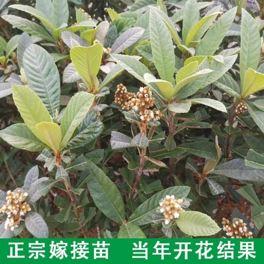 灵山县大五星枇杷苗，早钟六号枇杷苗！