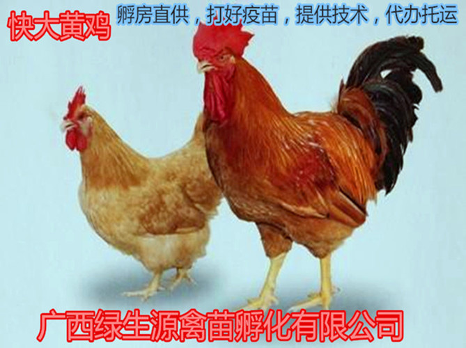 南宁快大黄鸡苗，60天均可出栏，均重2.5公斤左右，成活率98%
