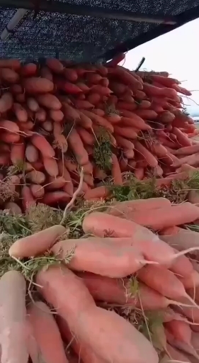 西华县 小燕顶胡萝卜