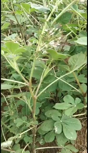 安国市白花菜子 百花菜子，臭菜，臭花菜，10斤以上包邮！