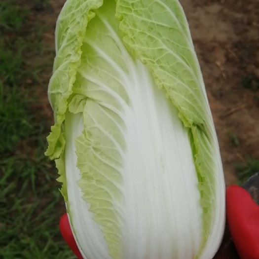 苍溪县黄心大白菜  白菜，娃娃菜