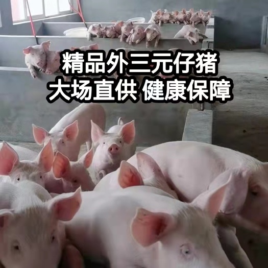 临朐县猪场直供精品外三元仔猪，育肥猪苗！长势快，好饲养！疫苗齐全