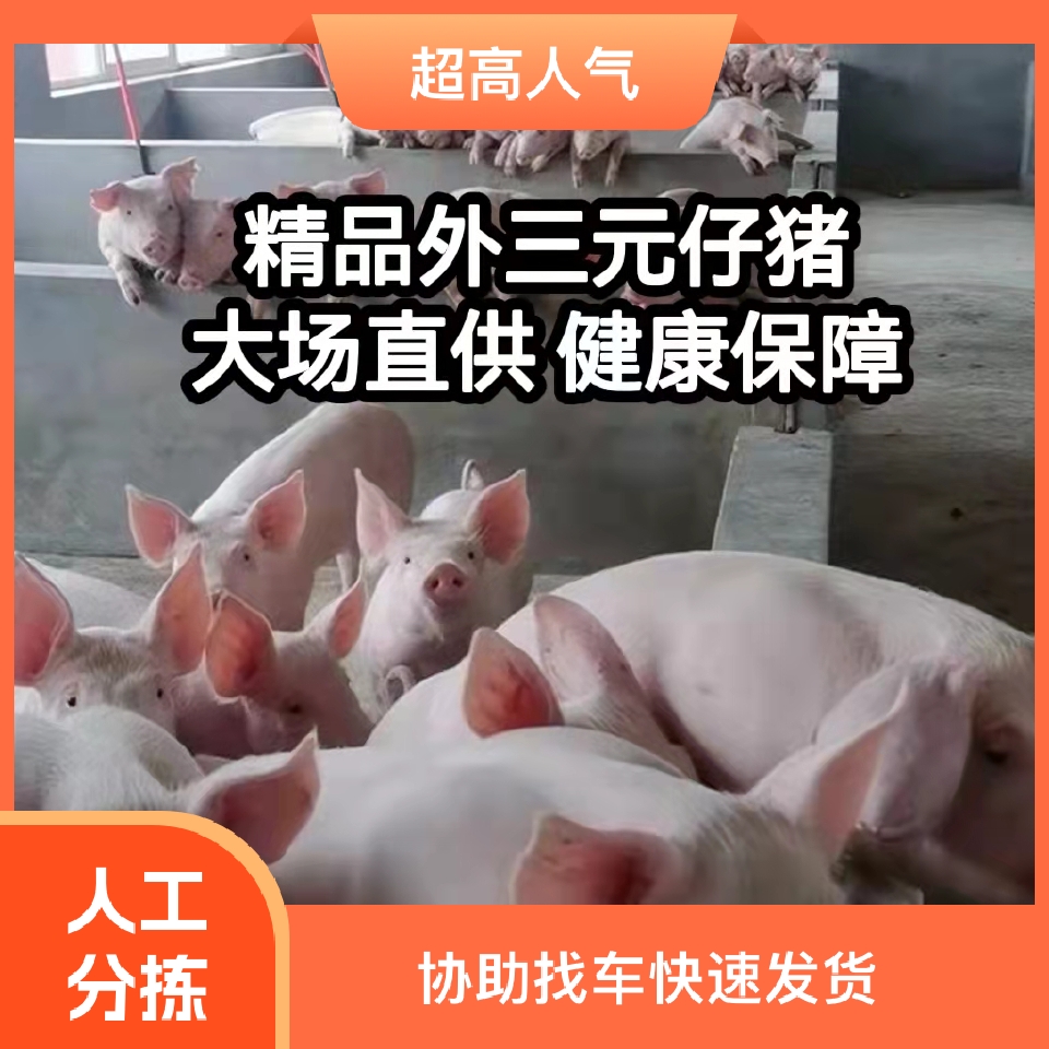 猪场直供精品外三元仔猪,育肥猪苗!长势快,好饲养!疫苗齐全