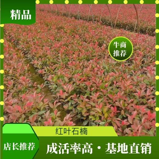 沭阳县 红叶石楠小杯苗大杯苗，大桶苗