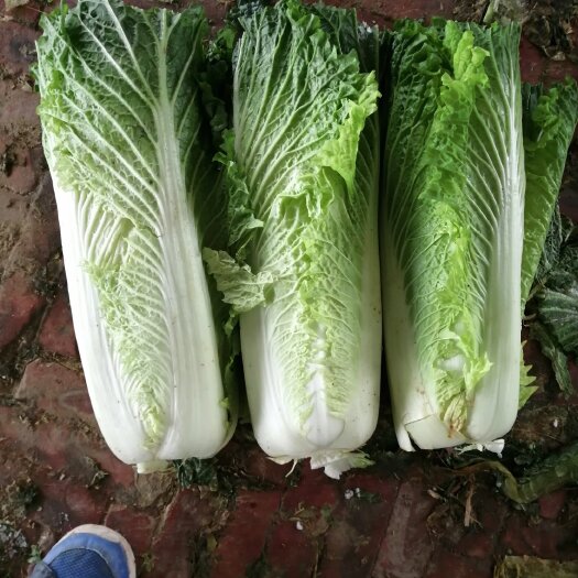 定州市 秋绿60白菜，