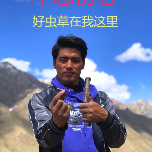 西宁纯 西藏那曲 冬虫夏草  正宗那曲产地  假一陪百