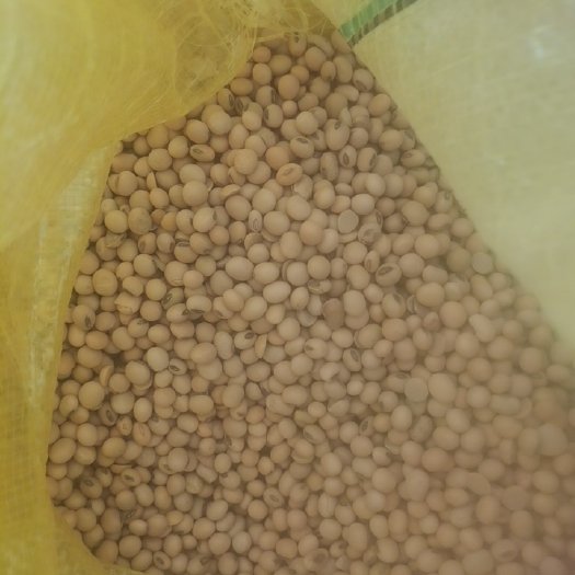 沽源县黄大豆 二等品黄豆39-41蛋白含量，做豆腐专用