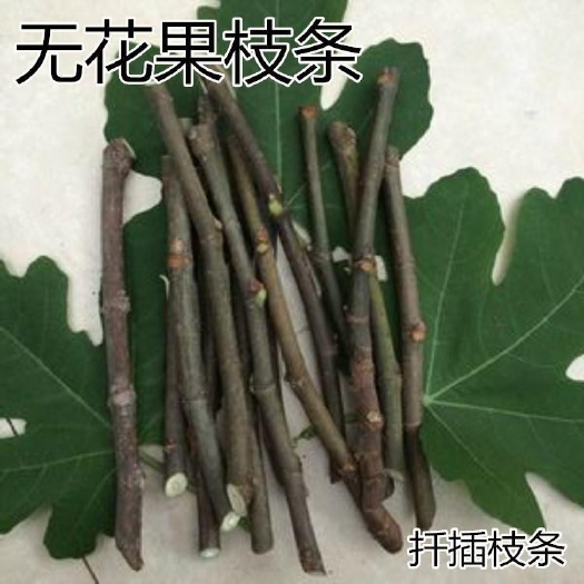峨眉山市 无花果枝条，果大果皮红色