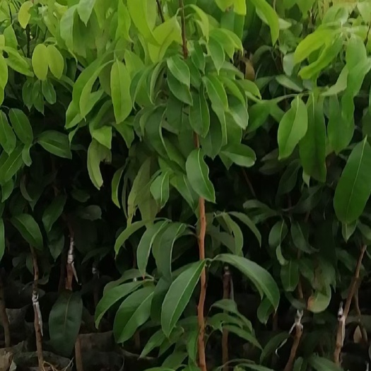 钦州仙进奉荔枝苗