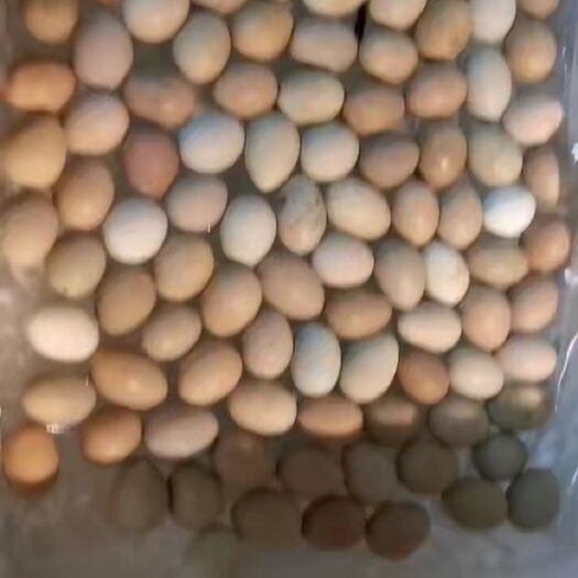 涡阳县 芦丁鸡种蛋