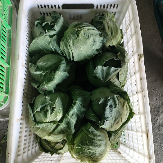 泰兴市圆包菜 甘蓝