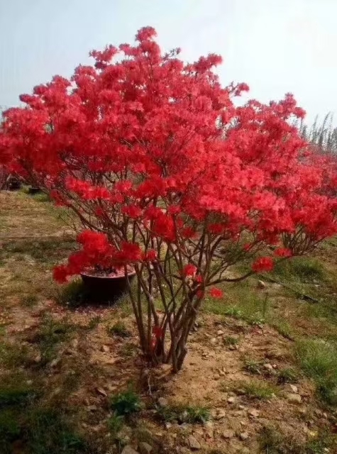 岳西县国旗红杜鹃 映山红