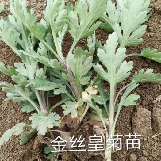 亳州金丝皇菊苗  菊花苗