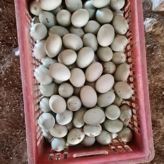 台山市青皮鸭蛋