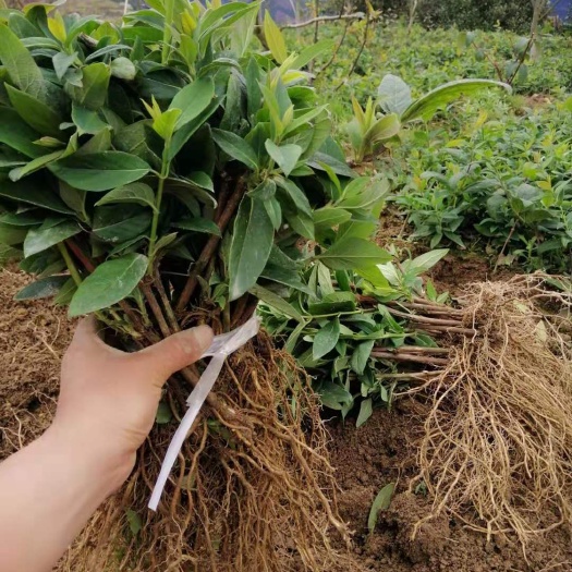 屏边县 云南文山金银花苗