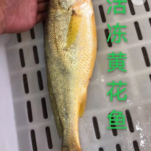 大黄鱼 黄瓜鱼黄鱼黄花鱼海鲜海产品鲜鱼活鱼水产类