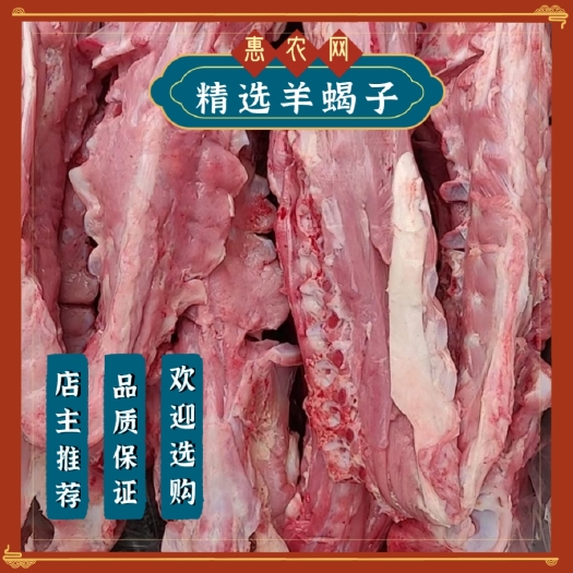 阳信县厂家精品直销羊蝎子 新鲜羊肉脊骨 一手货源欢迎选购