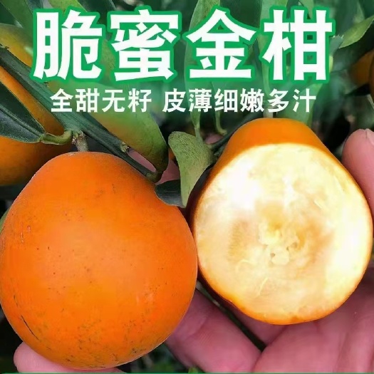 灵山县脆皮金桔苗  脆蜜金桔苗，市场热销新品种，果子鸡蛋大