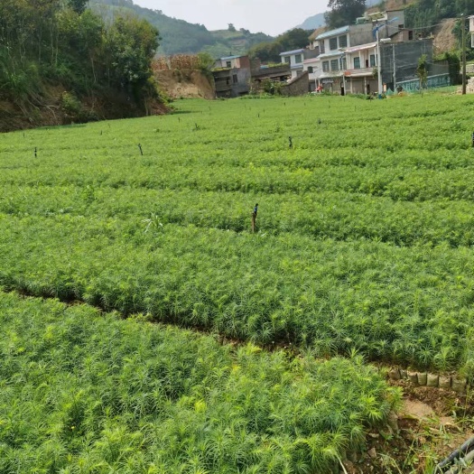 刺杉 杉苗