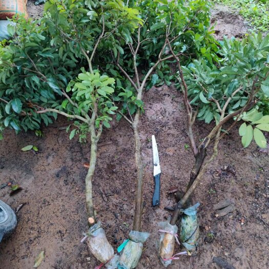 仙进奉荔枝