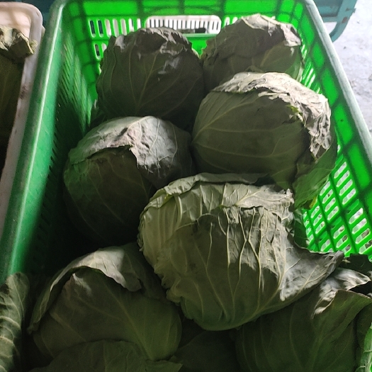 泰兴市圆包菜 甘蓝