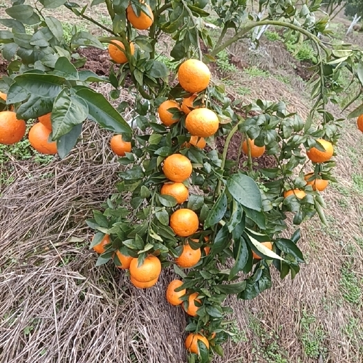 超甜纯正沃柑出售