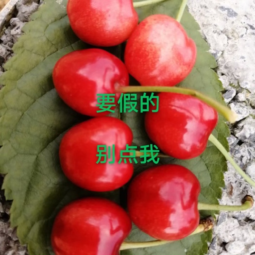 大方县早大果樱桃树苗  美早樱桃苗 【包邮】已经挂果，大果，耐运输
