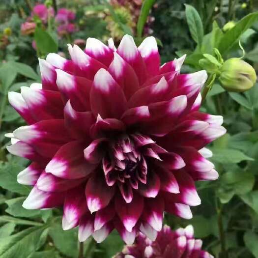 盱眙县大丽花苗 大丽花盆栽