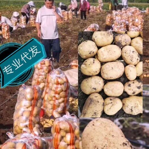 宁安市 牡丹江尤金885土豆