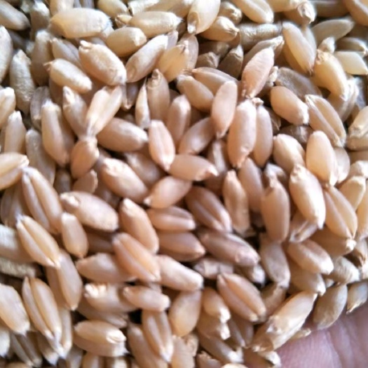 彬州市白麦  西农979  小麦【磨面粉专用小麦】 大量供应