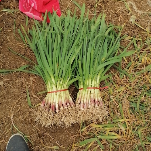 鱼台县 东昊运红根蒜苗