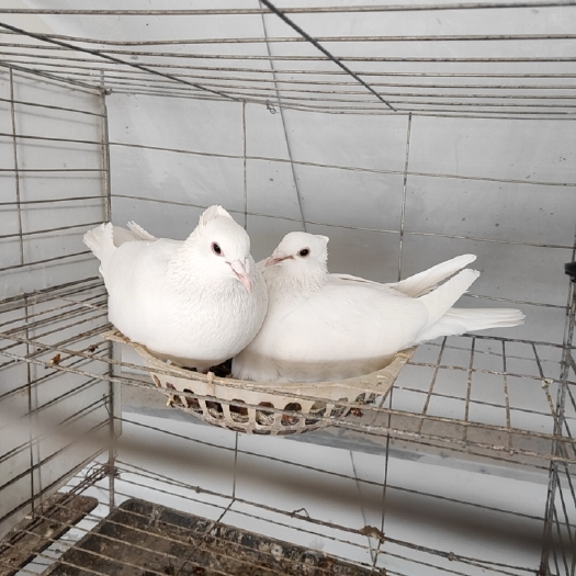  信鸽
