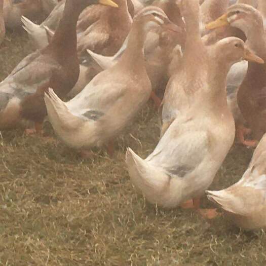 吴川市麻鸭 海南红毛鸭 货在广东