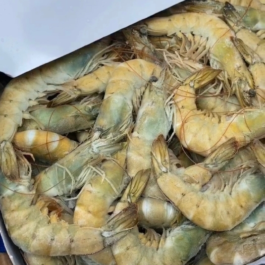 北海南美白对虾/海虾/白对虾 酒店酒席烤烧白灼专用大虾 一手货源