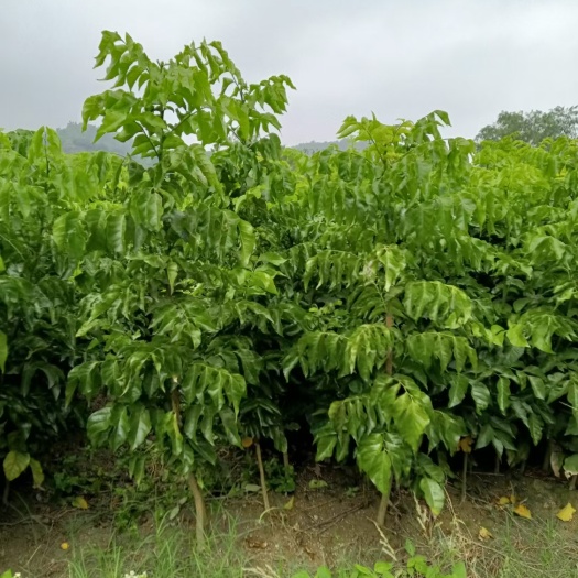 灵山县黑黄皮果苗，贵妃黄皮果苗